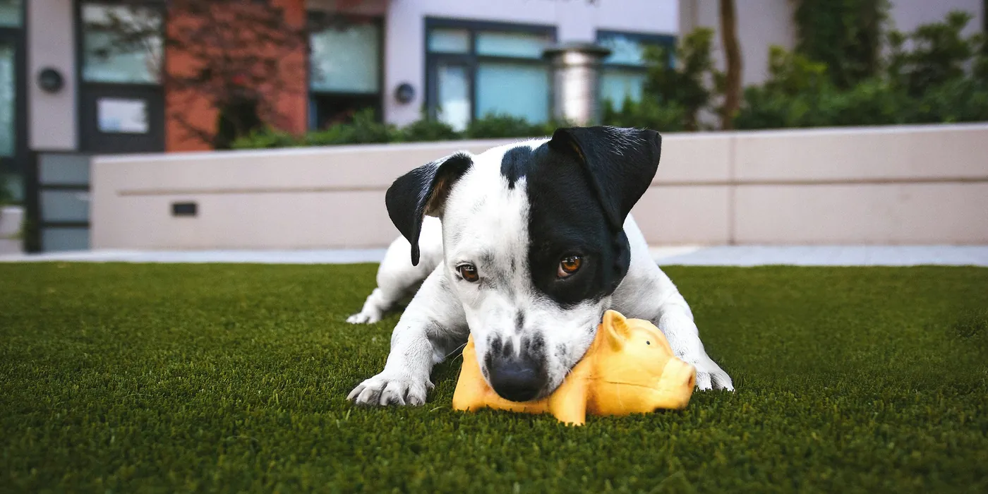 A dog lying on an artificial lawn with a toy