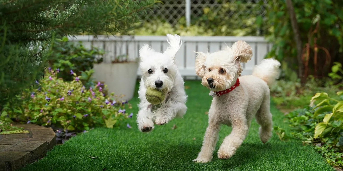 Two dogs running on an artificial lawn in an enclosed garden