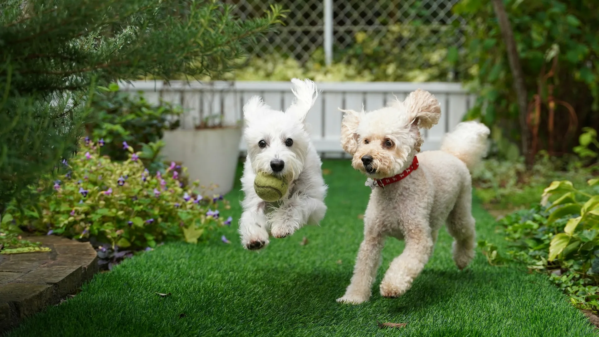 Two dogs running on an artificial lawn in an enclosed garden