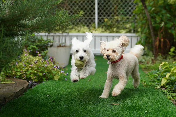 Two dogs running on an artificial lawn in an enclosed garden
